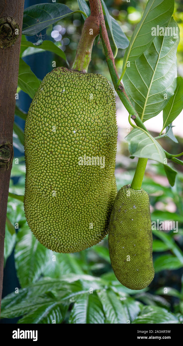 Einen Wagenheber Obst auf einem Baum Stockfoto