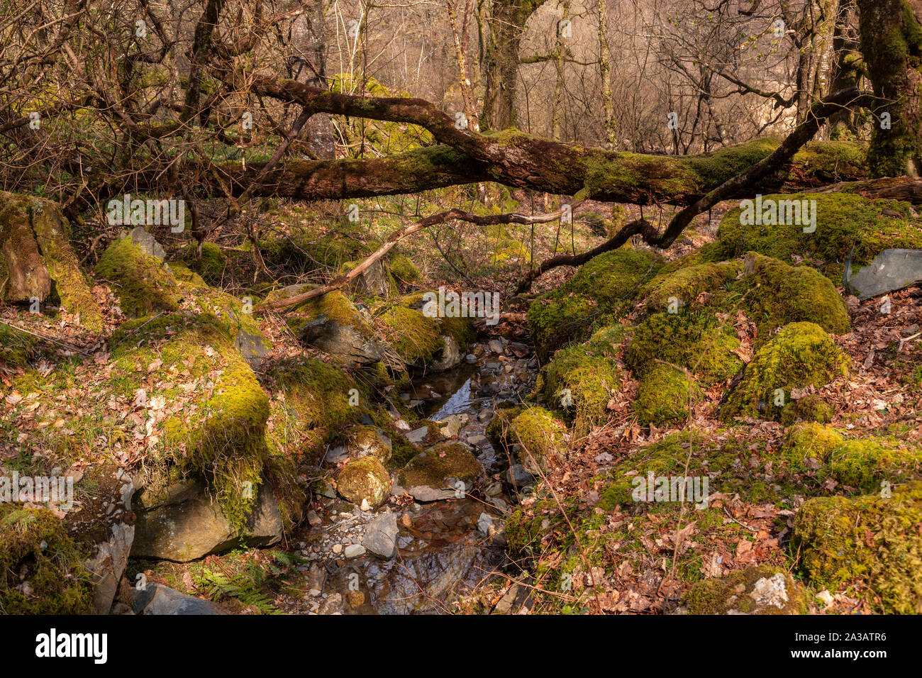 Gefallenen Baum und Stream von Capel Curig, Snowdonia, North Wales Stockfoto
