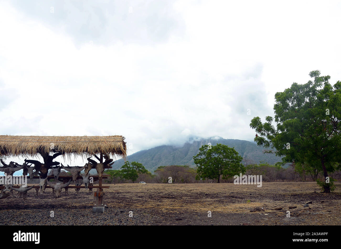 Von Bull Skull bei Baluran Nationalpark, Situbondo, Ost Java, Indonesien Stockfoto