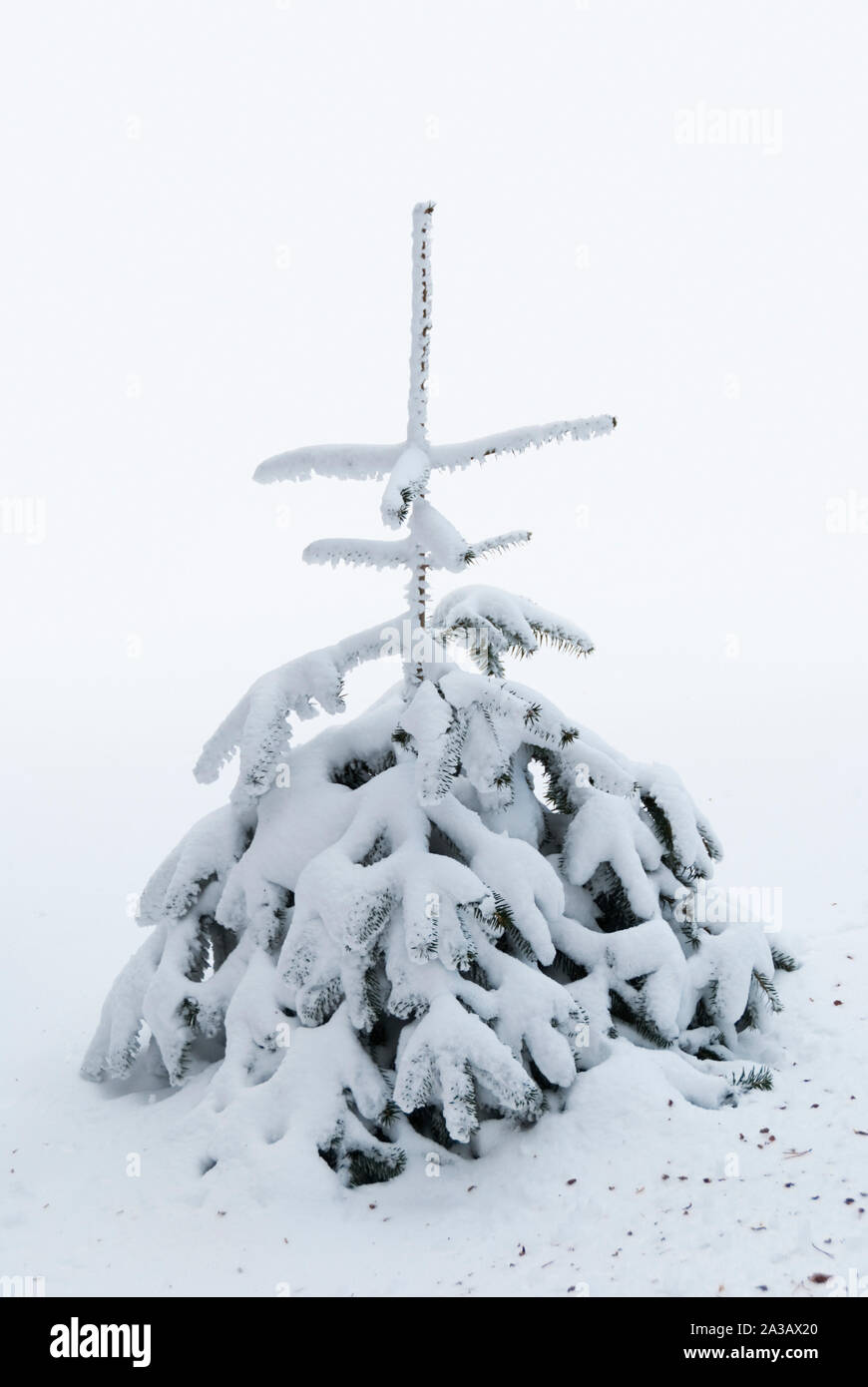 Kleine Kiefer in Schnee bedeckt Stockfoto