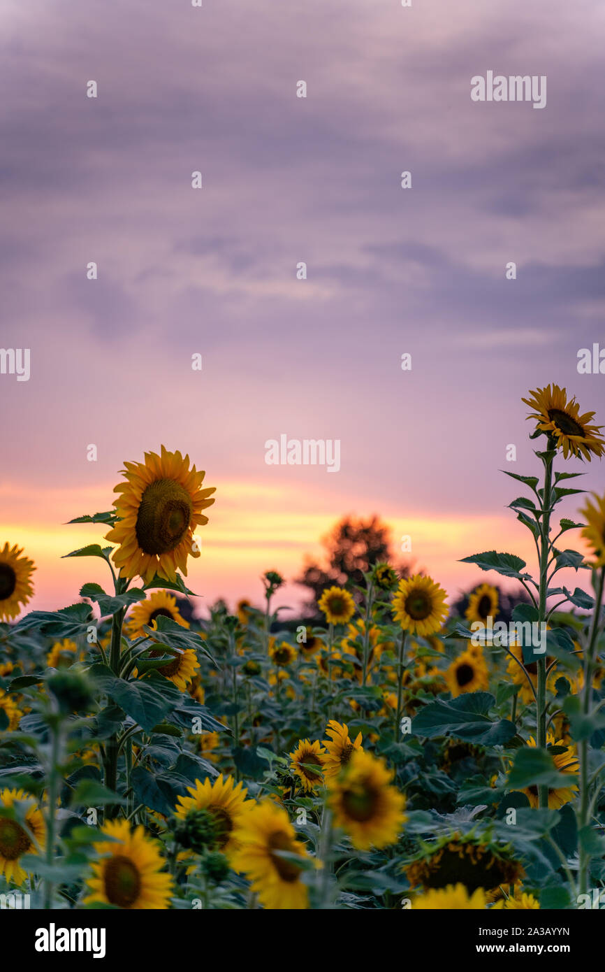 Sonnenblumenfeld mit Sonnenuntergang im Hintergrund Stockfoto