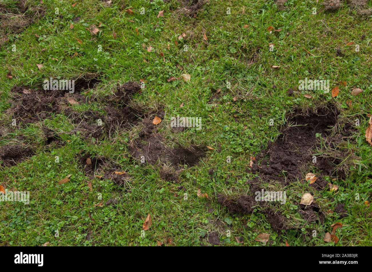 Dachs Graben Stockfotos Dachs Graben Bilder Alamy