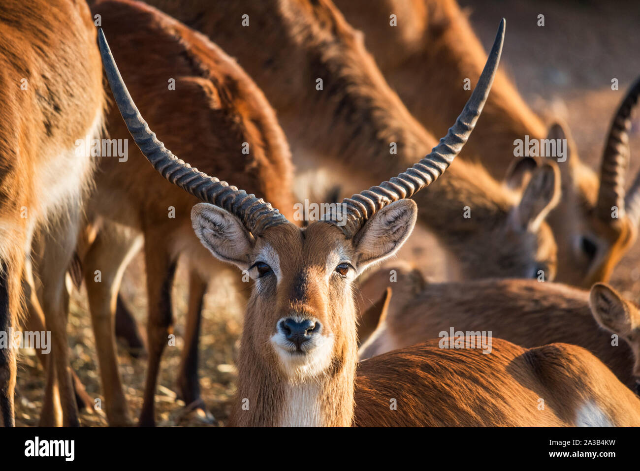 Nahaufnahme eines männlichen Kafue litschi in einer Herde von Ihnen Stockfoto