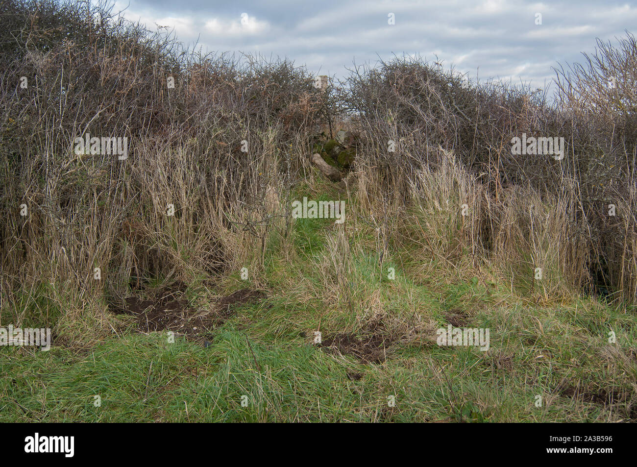 Badger Latrine und Pfade auf Küstenweg, Rockcliffe, Dumfries, Schottland SW Stockfoto
