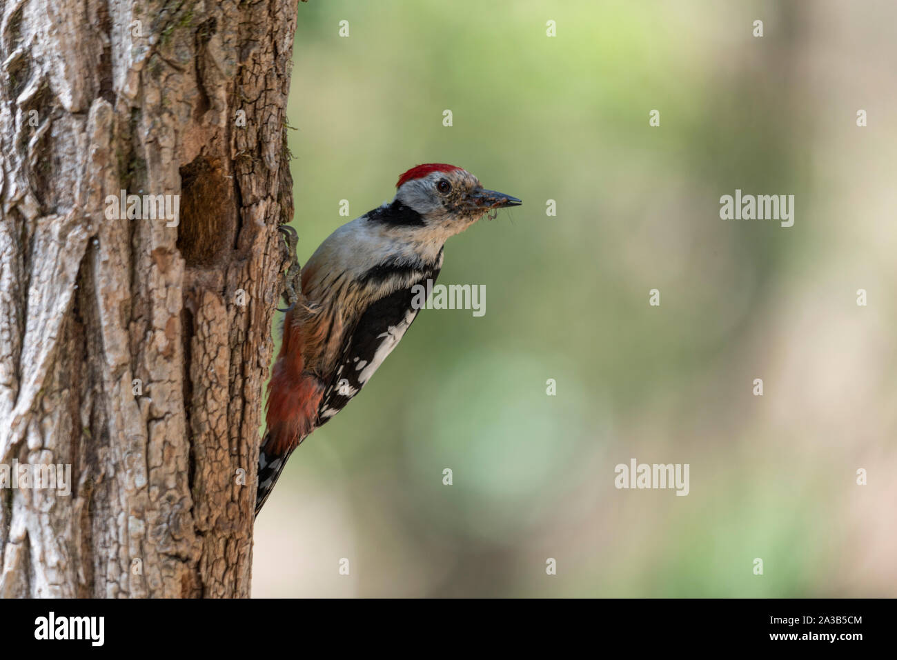 Mitte Buntspecht holding Essen in ihrem Schnabel. Stockfoto