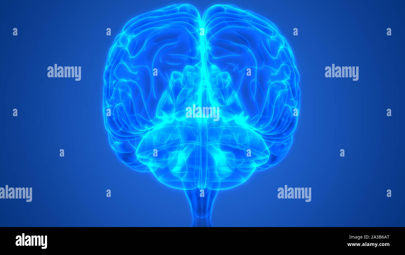 Zentrale Organ des menschlichen Nervensystems Anatomie des Gehirns Stockfoto