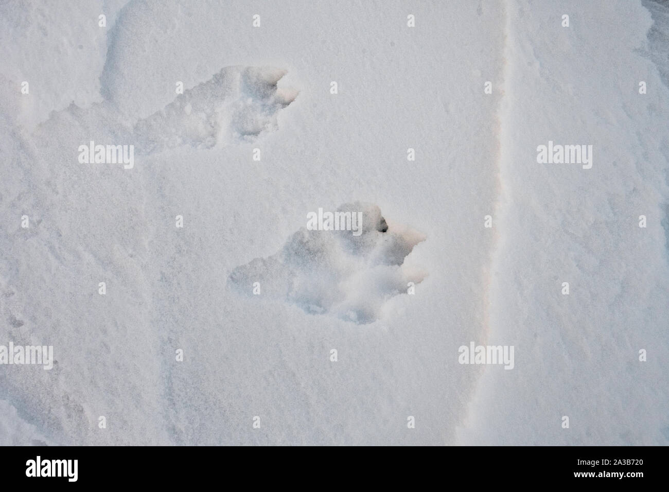 Schneehase (Lepus timidus), Spuren im Schnee, Glenshee, Cairngorm National Park, Grampians, Schottland Stockfoto