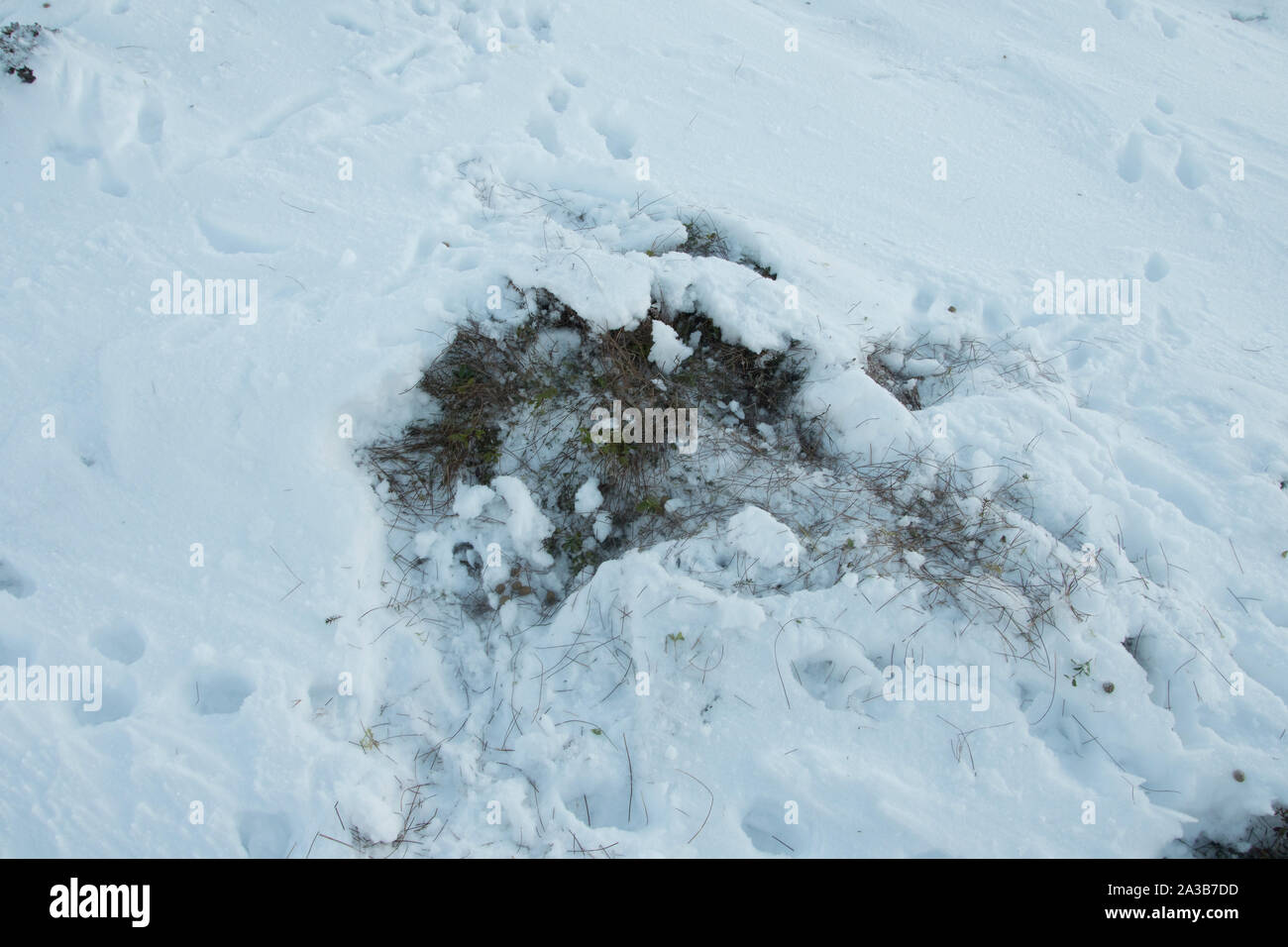 Schneehase (Lepus timidus), Spuren im Schnee, Glenshee, Cairngorm National Park, Grampians, Schottland Stockfoto