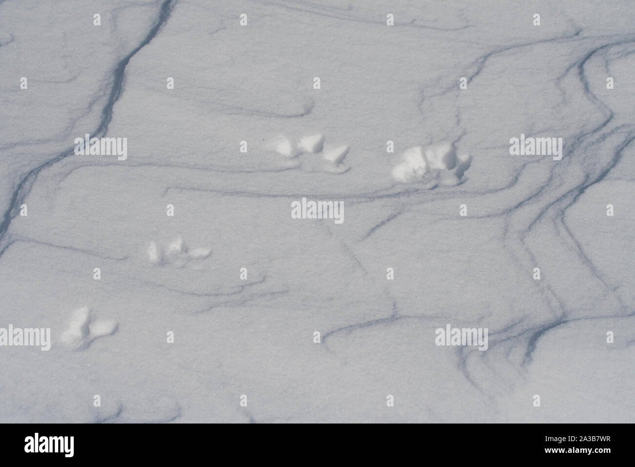 Schneehase (Lepus timidus), Spuren im Schnee, Glenshee, Cairngorm National Park, Grampians, Schottland Stockfoto