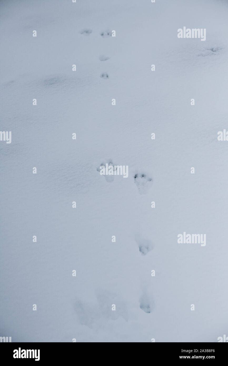 Schneehase (Lepus timidus), Spuren im Schnee, Glenshee, Cairngorm National Park, Grampians, Schottland Stockfoto