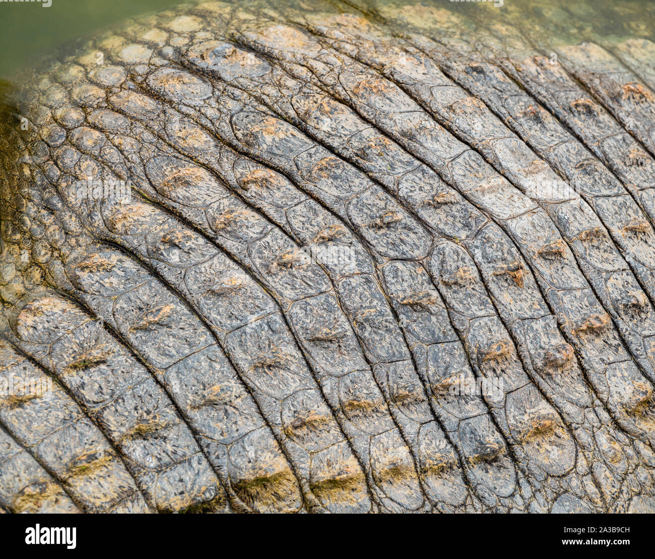 Die Haut auf der Rückseite ein Krokodil im Wasser liegend Stockfoto