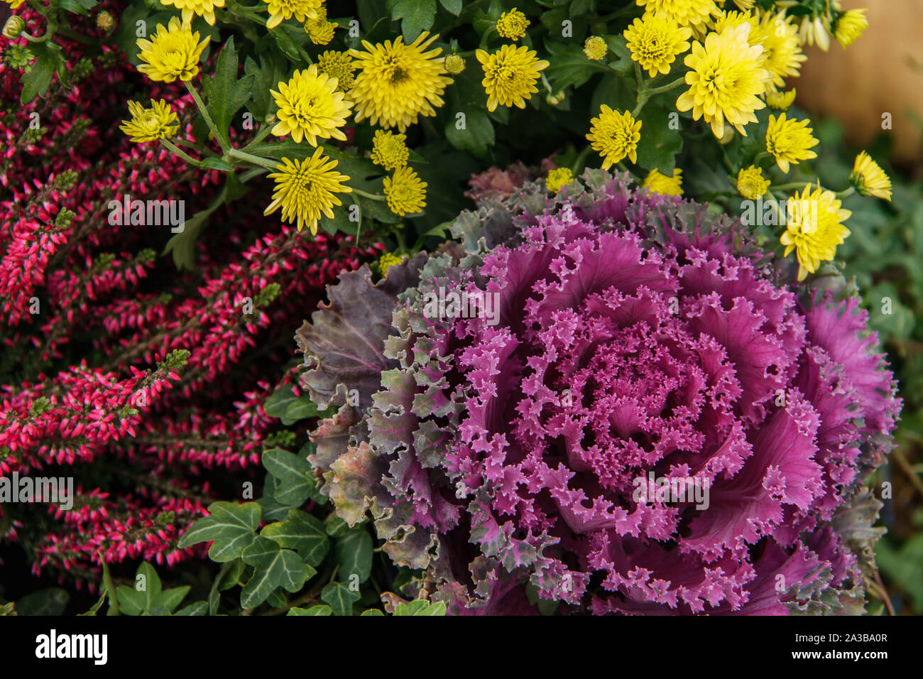 Purpur zier Kohl neben gelben Chrysanthemen und Burgund Erica Blumen. Herbst Hintergrund. Stockfoto