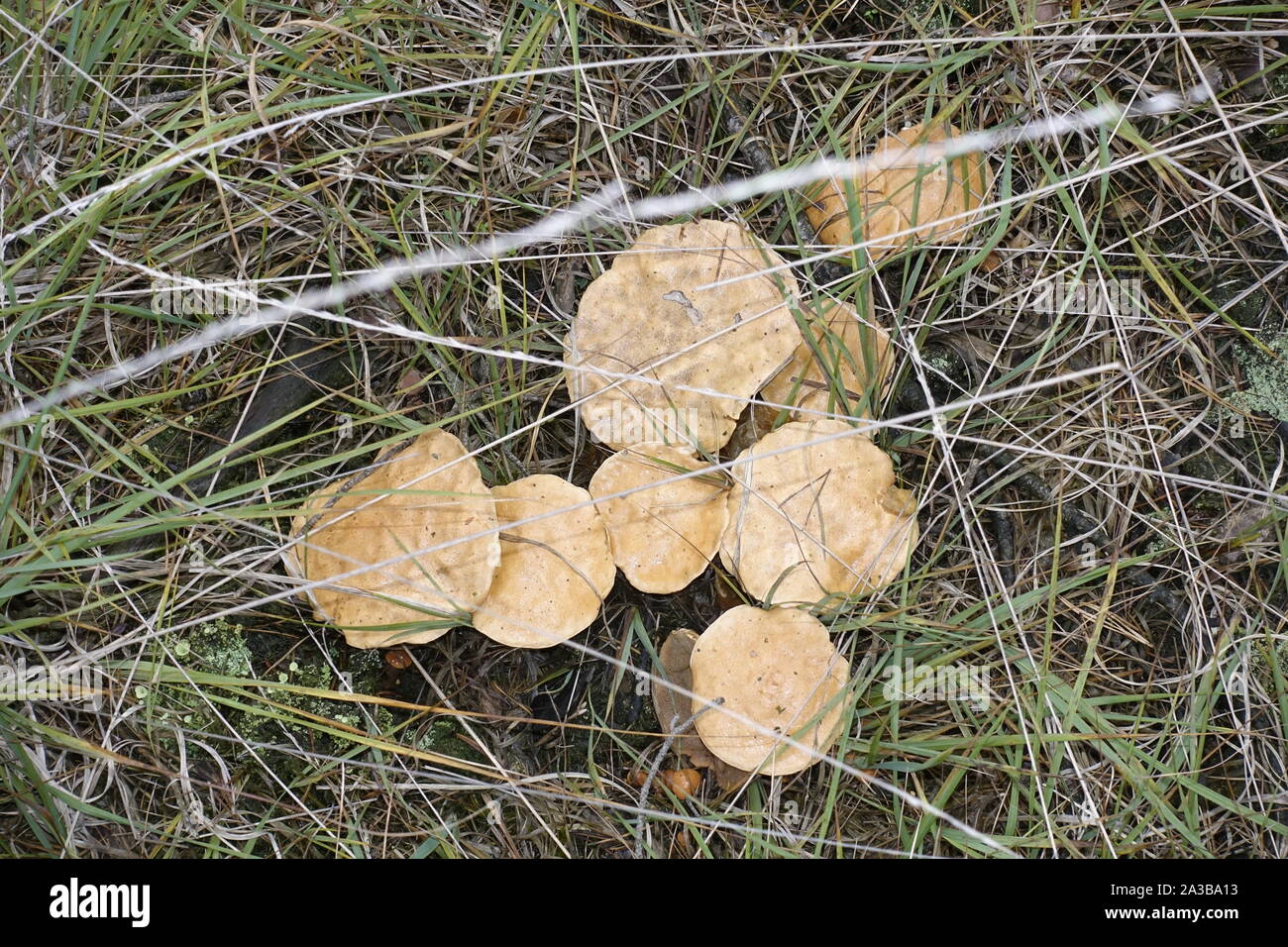 Pilze im Wald Stockfoto