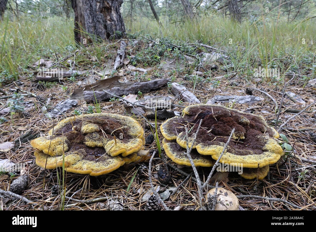 Pilze im Wald Stockfoto