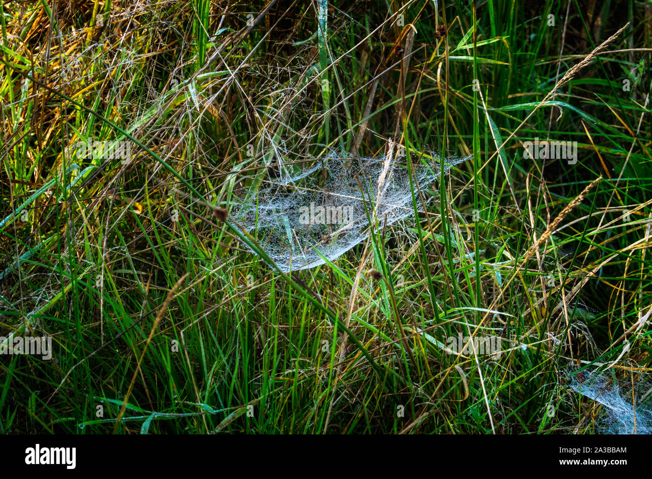 Spinnen Web auf einem nebligen Herbstmorgen in Dänemark Stockfoto