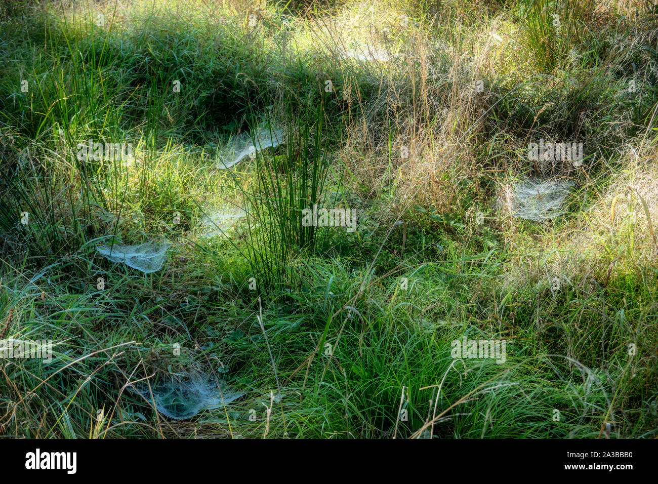 Spinnen Web auf einem nebligen Herbstmorgen in Dänemark Stockfoto
