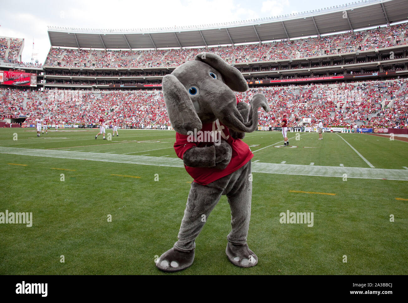 Seit den 1930er Jahren, Big Al, die Alabama Crimson Tide Fußballmannschaft das Maskottchen der Mannschaft zum Sieg an der Universität von Alabama, in Tuscaloosa, Alabama, zugejubelt hat Stockfoto