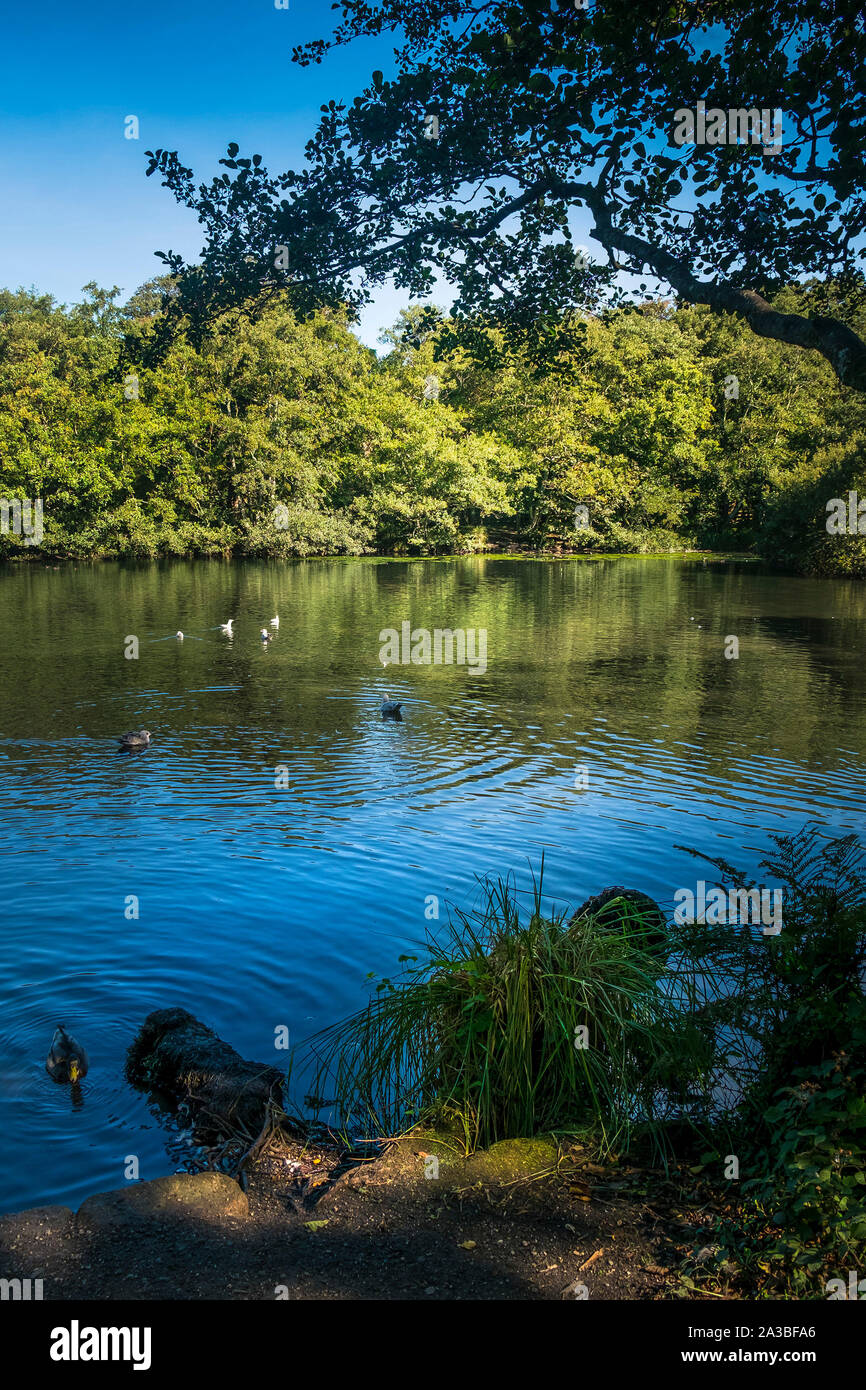 Der See in Tehidy Country Park, das größte Waldgebiet im Westen von Cornwall. Stockfoto