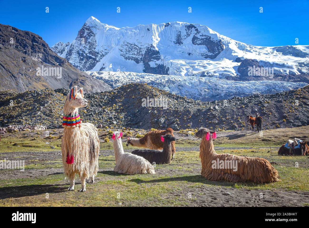 Llama Pack in der Cordillera Vilcanota, Ausangate, Cusco, Peru Stockfoto