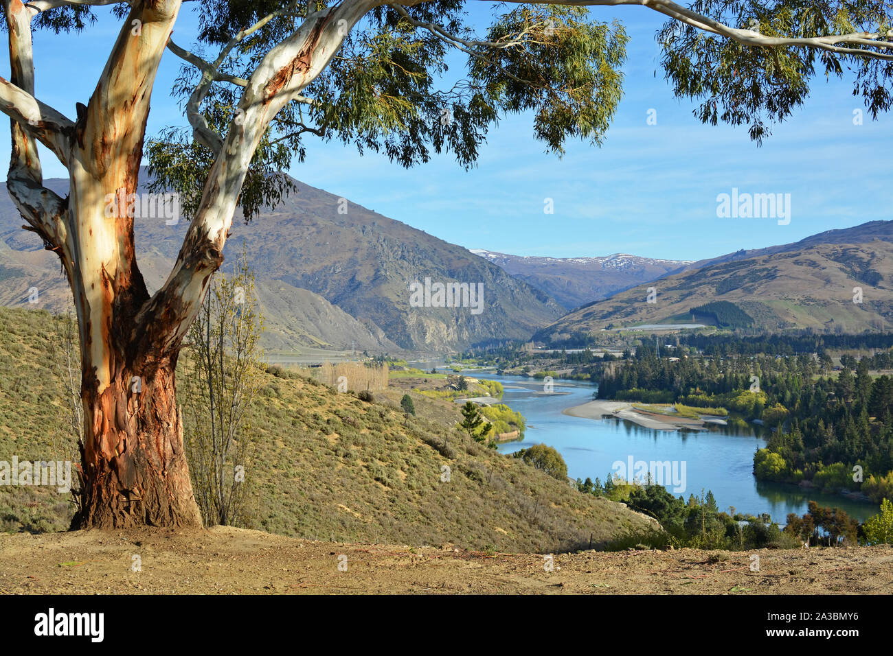 Blick auf die kawarau Schlucht von Bannockburn mit Gummi-Baum im Vordergrund, Central Otago, Neuseeland Stockfoto