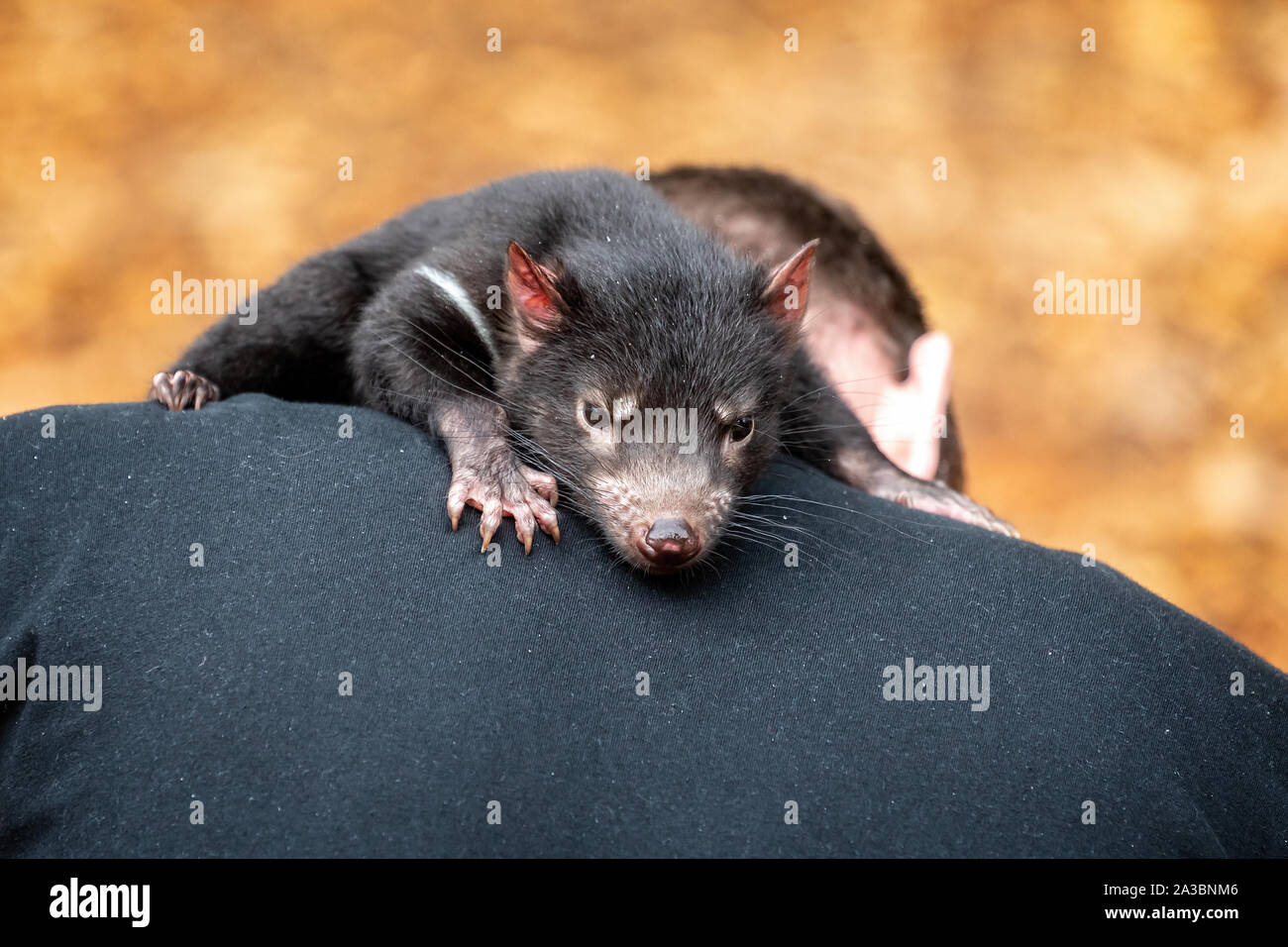 Baby Tasmanischen Teufel gelegen auf der Rückseite eines jungen Mannes Stockfoto