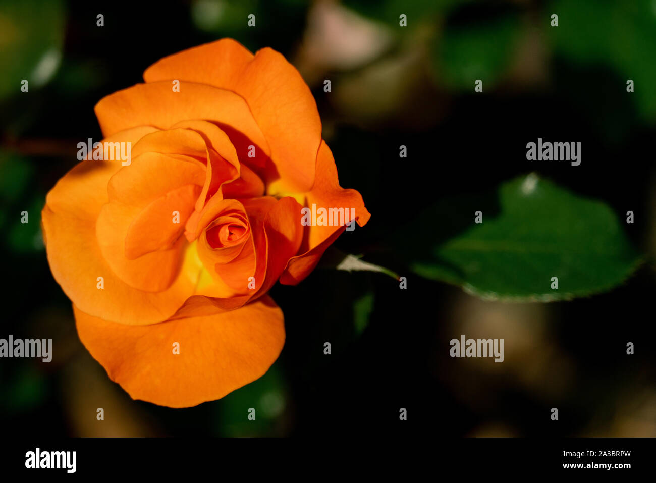 Fröhliche Nahaufnahme von einem gelben Westzeit deutschen stieg im hellen Sonnenschein mit einem grünen bokeh Hintergrund Stockfoto