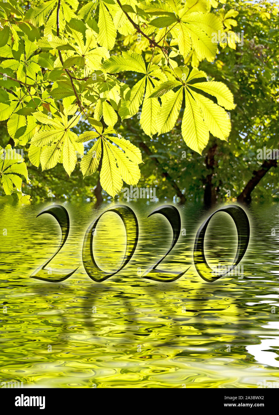 2020, grüne Blätter und Wasser Reflexionen, Natur und Umwelt zen neues Jahr Grußkarte Stockfoto