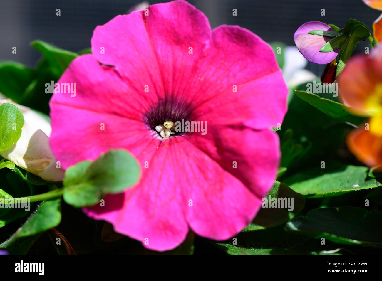 Rosa blühenden Petunie blüht im Sun Stockfoto