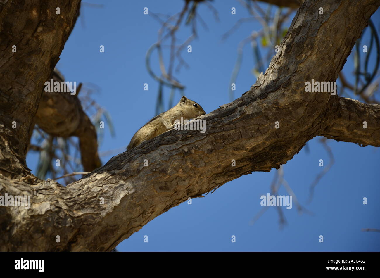 Wenig Eichhörnchen am Baum Stockfoto