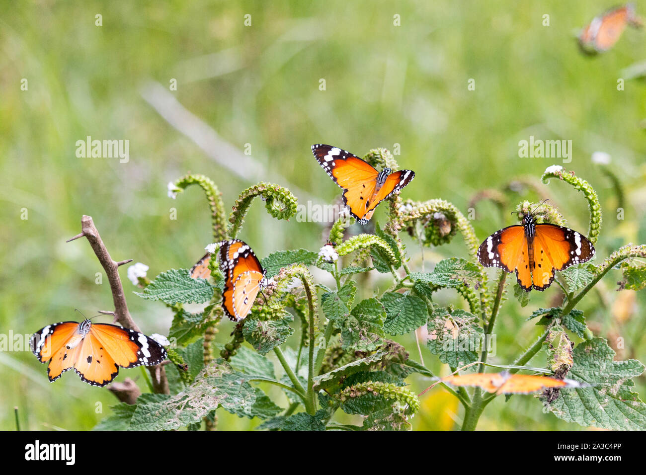 Orange Schmetterlinge fliegen und Fütterung auf eine grüne Pflanze im grünen Gras Feld um einen leeren See in Südindien - Tiruvannamalai 2019 Stockfoto