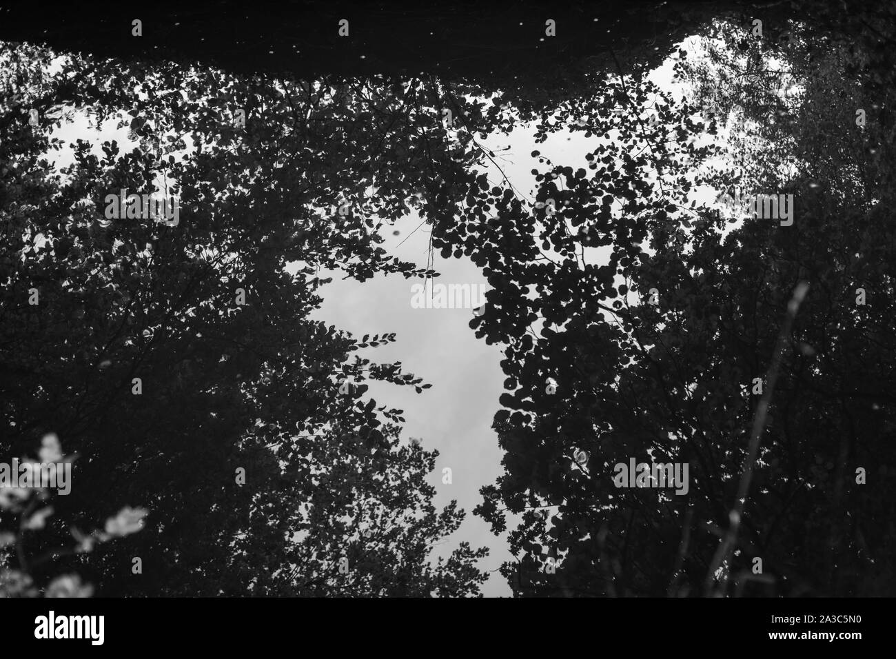 Schwarz-weiß Aufnahmen von einem schönen alten Wald in Deutschland Stockfoto