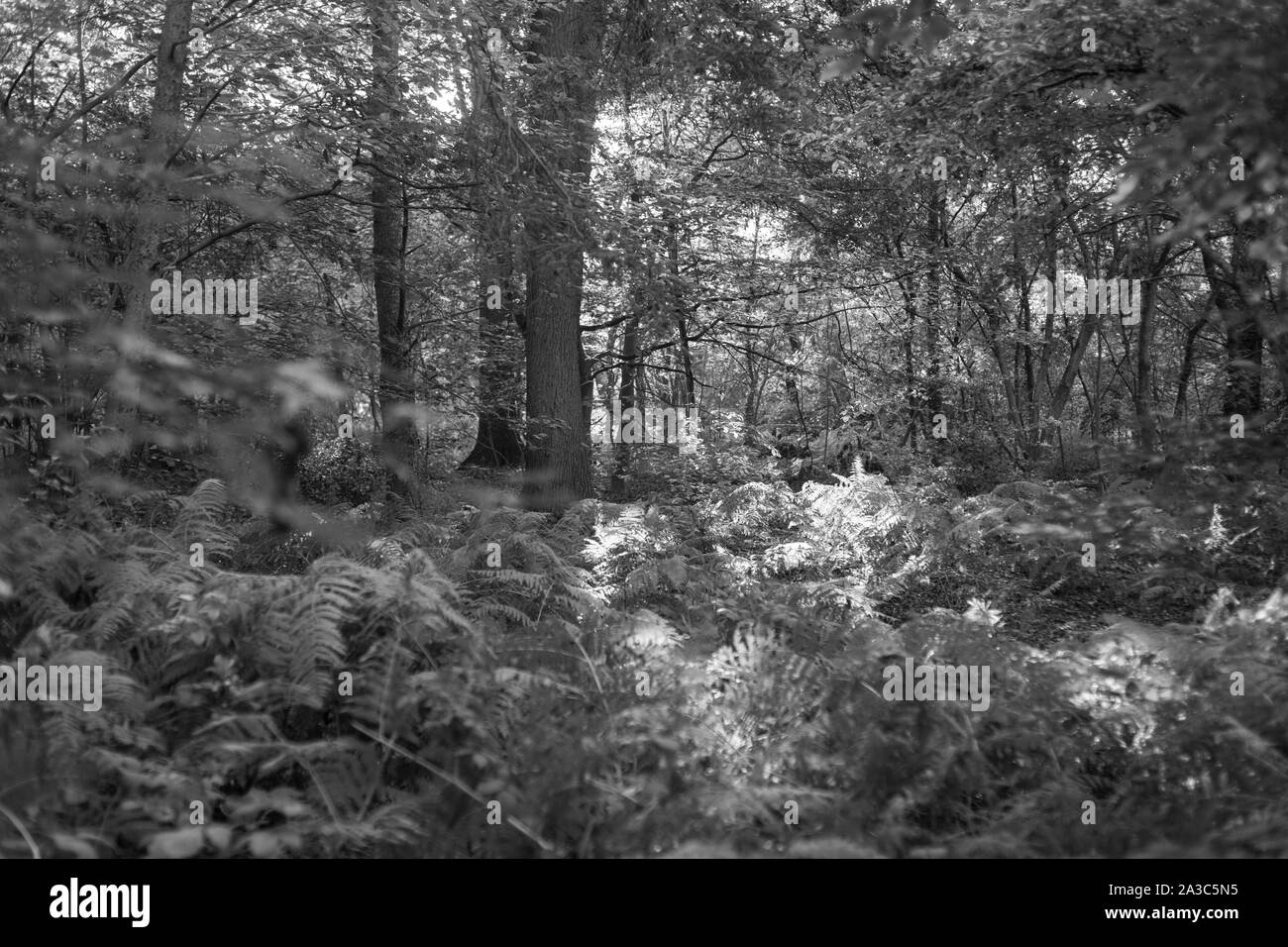 Schwarz-weiß Aufnahmen von einem schönen alten Wald in Deutschland Stockfoto