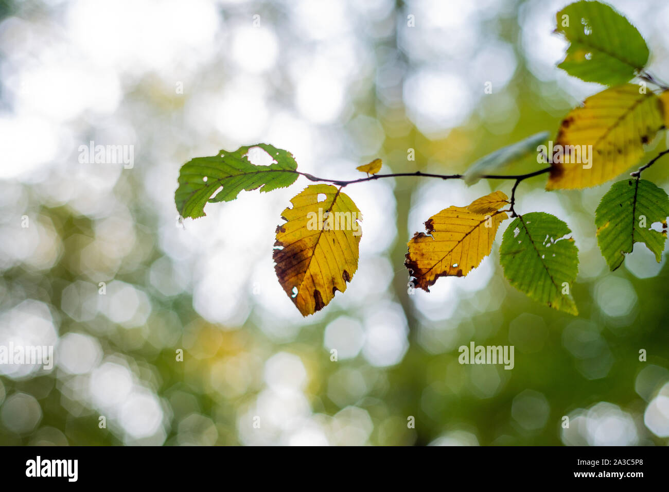 Der Herbst kommt mit hellen braun Tönen auf den Blättern Stockfoto