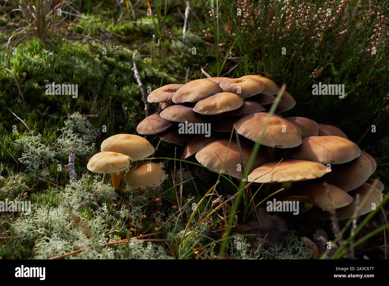 Ein Cluster aus Samt schaft Pilze in den Dünen in Bergen Noord-Holland Stockfoto
