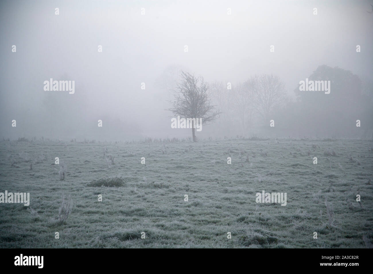 Wintermorgen Nebel Stockfoto