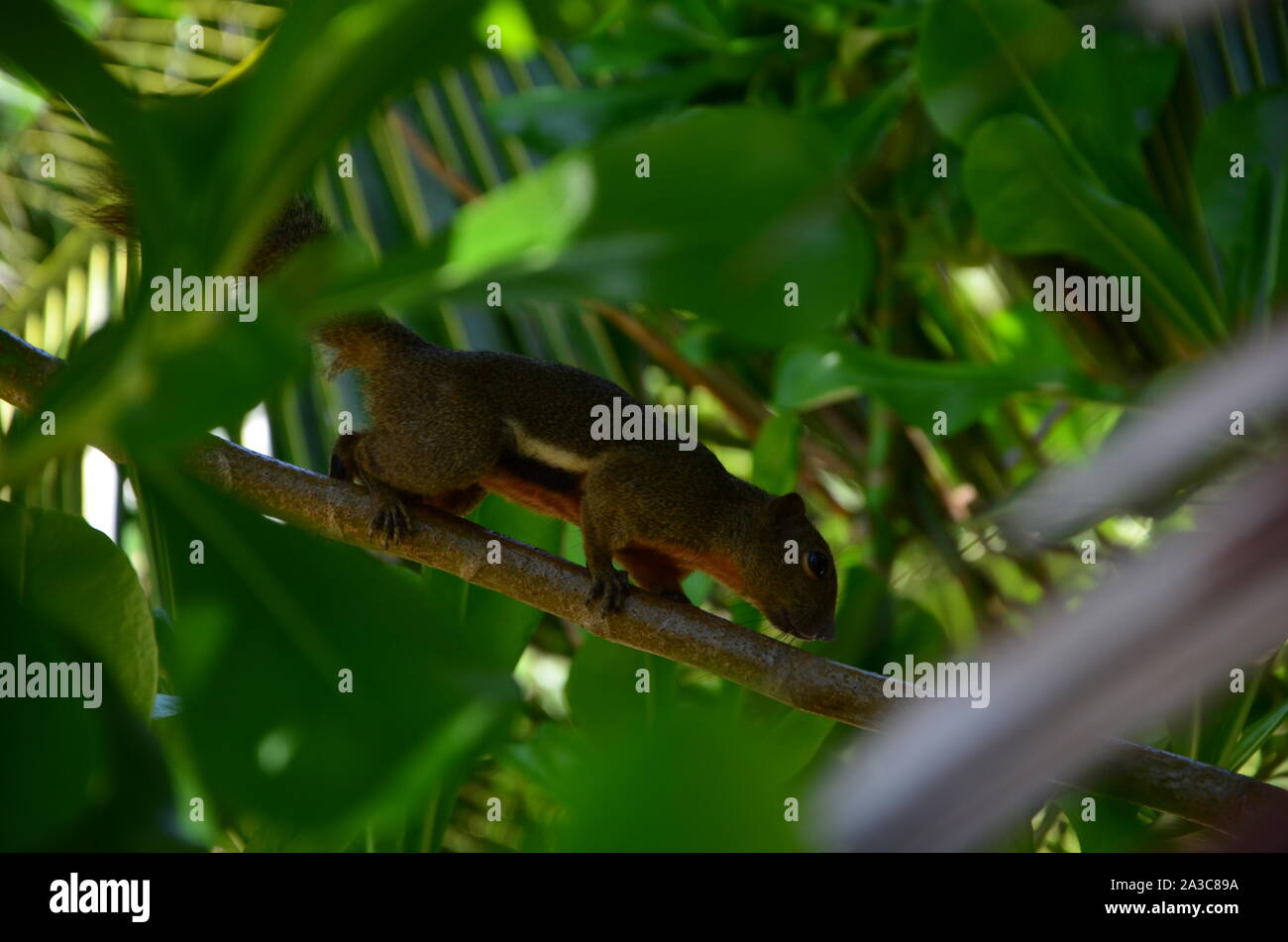 Der Blick auf die Eichhörnchen am Blatt Stockfoto