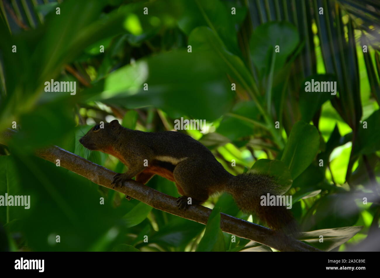 Der Blick auf die Eichhörnchen am Blatt Stockfoto