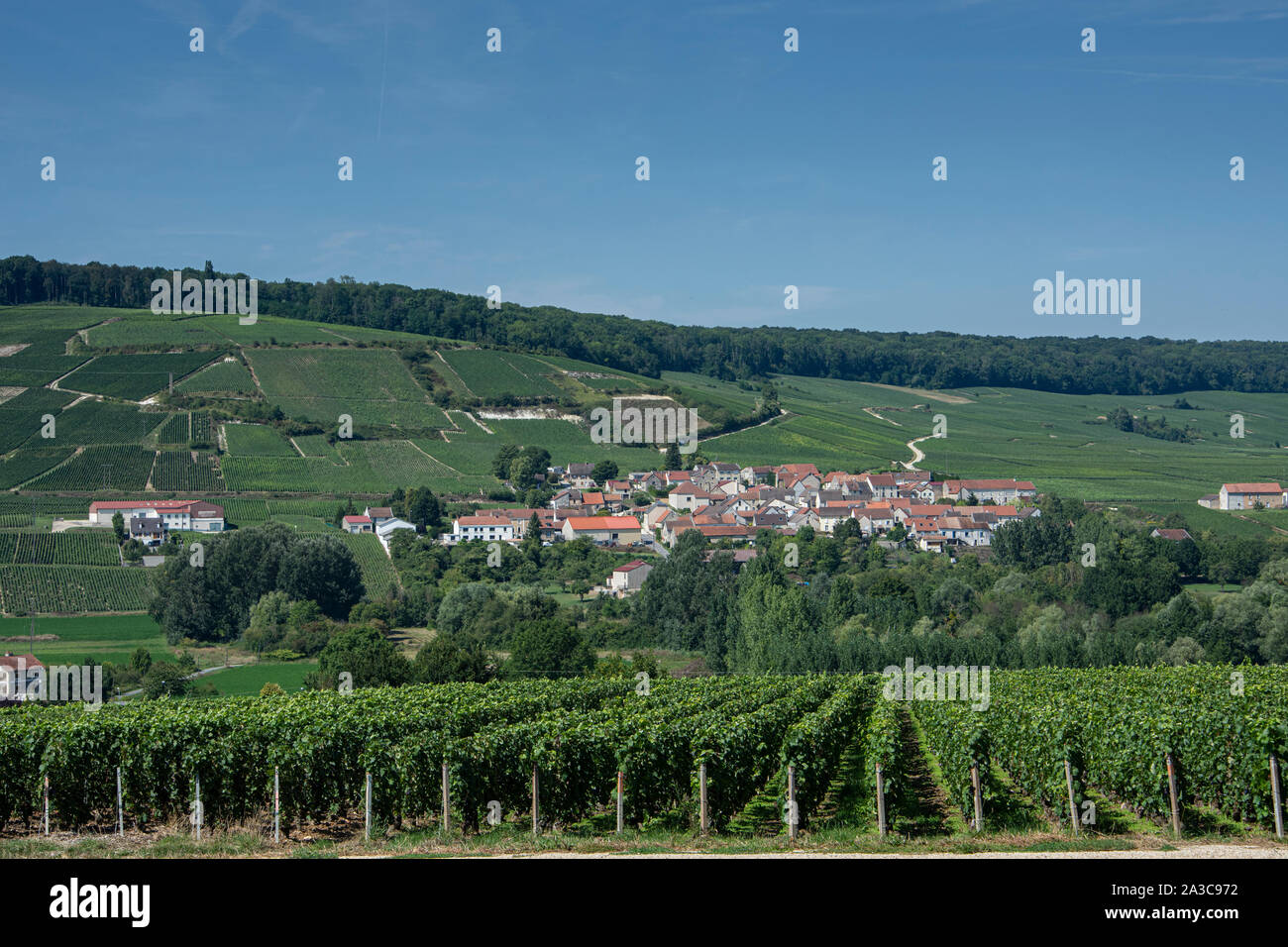 Weinberg, Frankreich Stockfoto