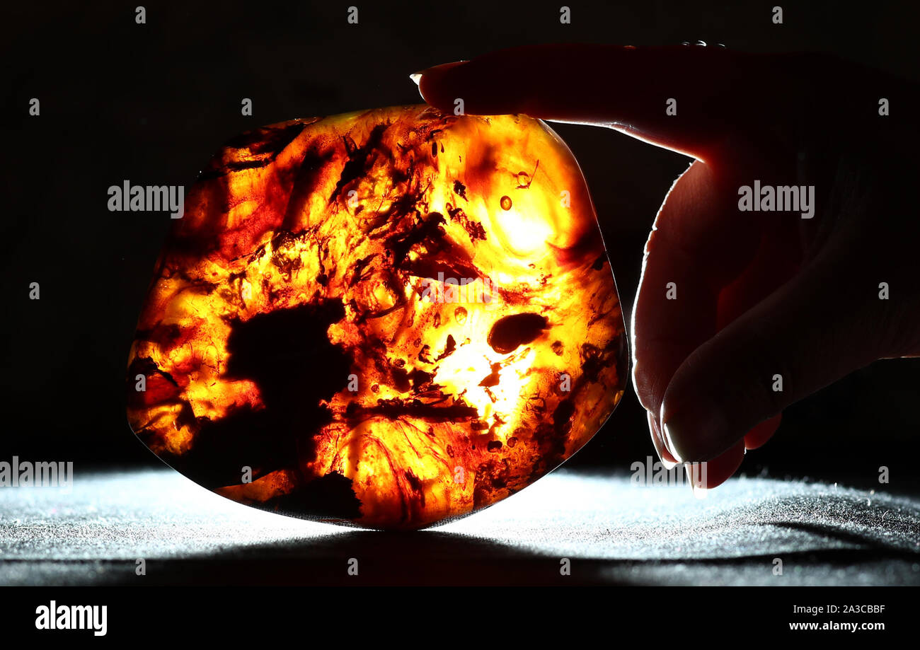 Ein Blick auf die Kreidezeit Tetrapod, Teil einer Sammlung von versteinerten "Jurassic Park - Stil 'Amber mit erhaltenen flying Dinosaurierskelette, die gesetzt sind für sechsstellige Summen an Sommern Auktionen in Billingshurst, West Sussex, am 19. November zu verkaufen. Stockfoto