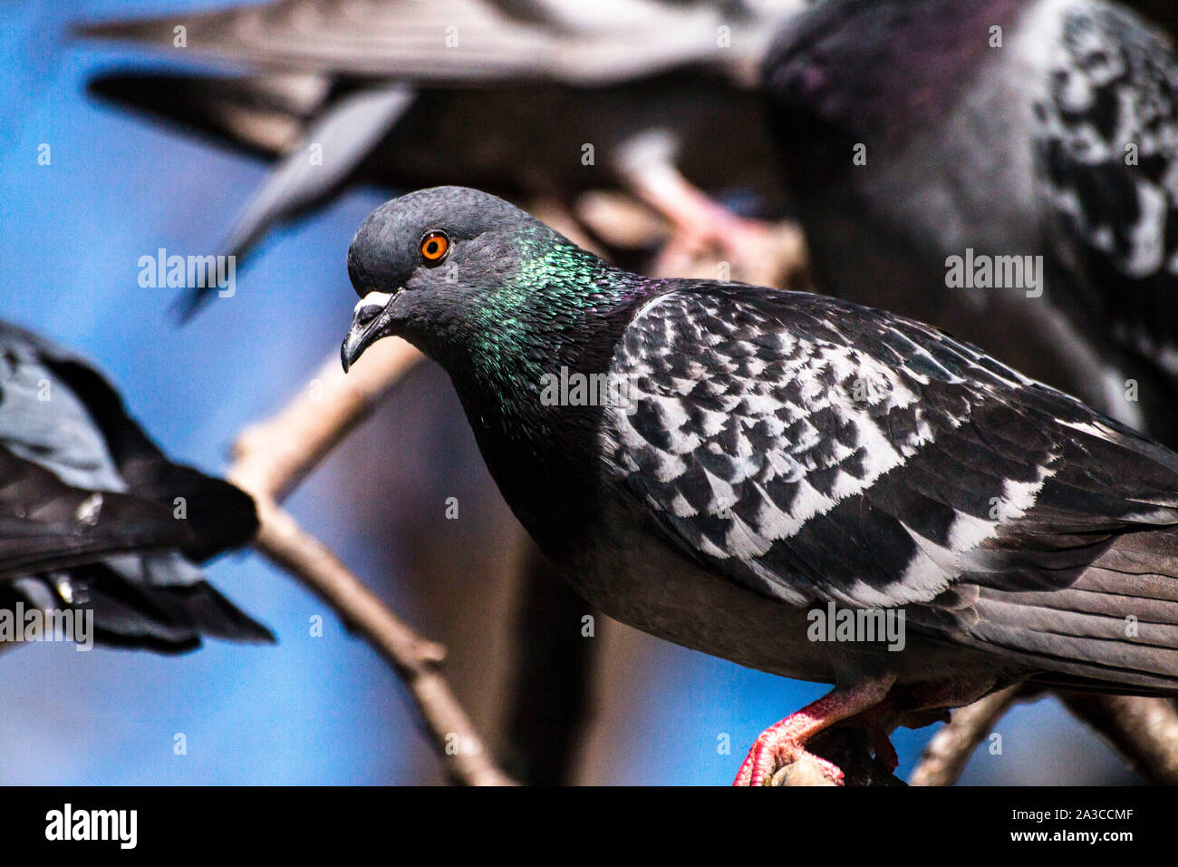 Taube Vögel gemeinsam mit Freunden. Tauben sitzen. Isolierte Tauben. Portrait von Vögeln Stockfoto