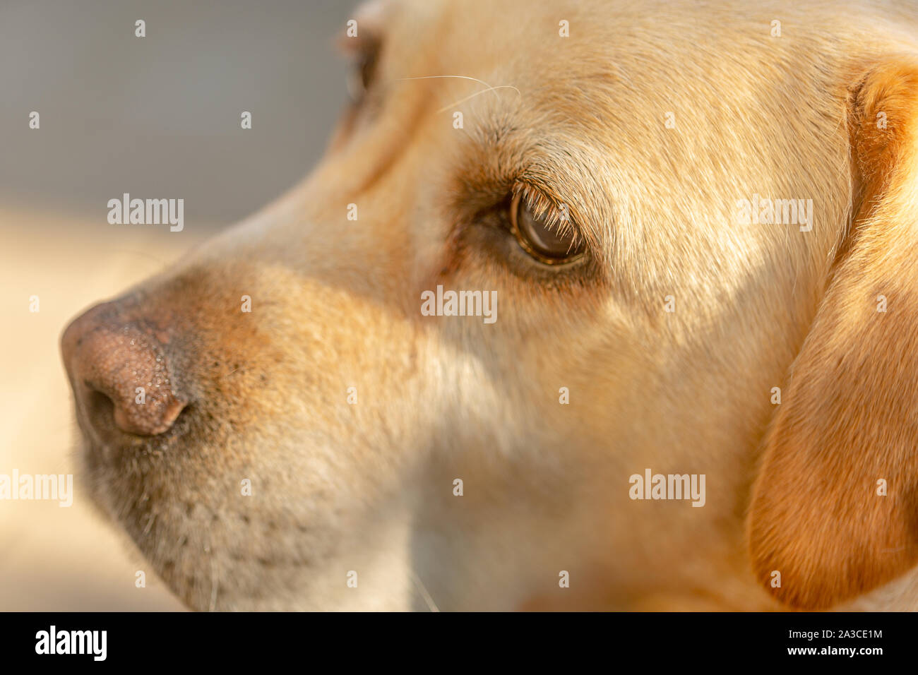 Ein Licht - behaarte labrodor Hund mit traurigen Augen wird gebohrt und wartet auf seinen Meister im Hof des Hauses im Garten Stockfoto