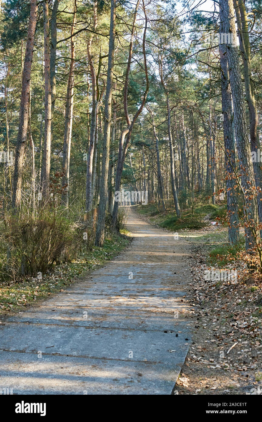 Ein Pfad im frühen Herbst/Winter in einem polnischen Wald. Stockfoto