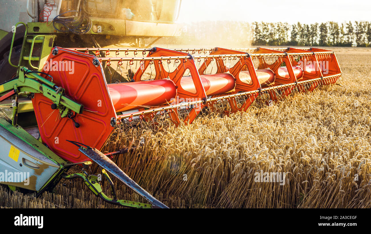 Mähdrescher ernten Reif goldene Weizen auf dem Feld. Das Bild des landwirtschaftlichen Wirtschaftsbereichs Stockfoto
