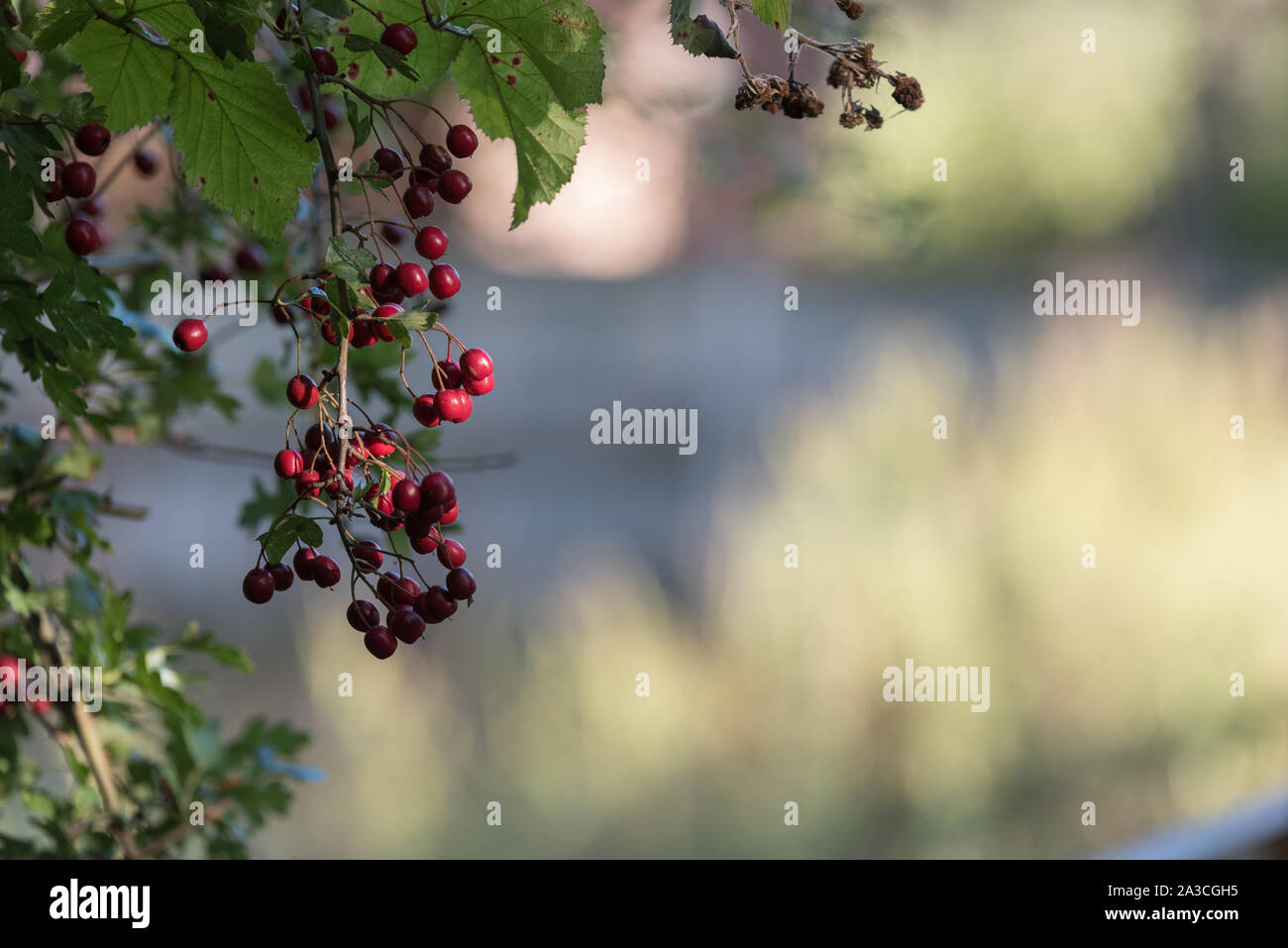 Beeren auf Bush schließen oben mit gesprenkelten Sonnenlicht Stockfoto