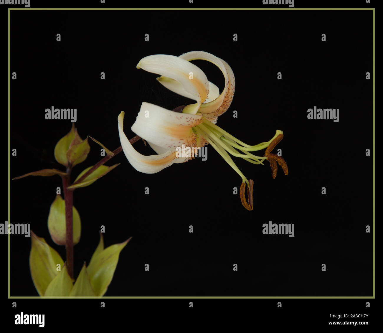 Lily 'Lady Alice' Stockfoto