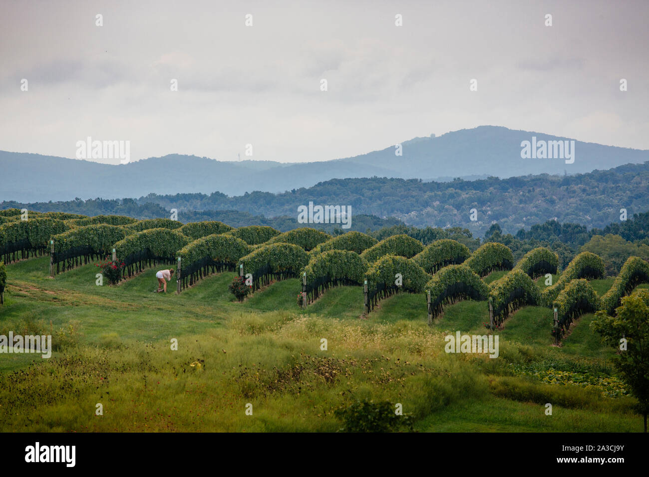 Weinberg Szenen an steinernen Turm Weingut in Leesburg, Virginia Stockfoto