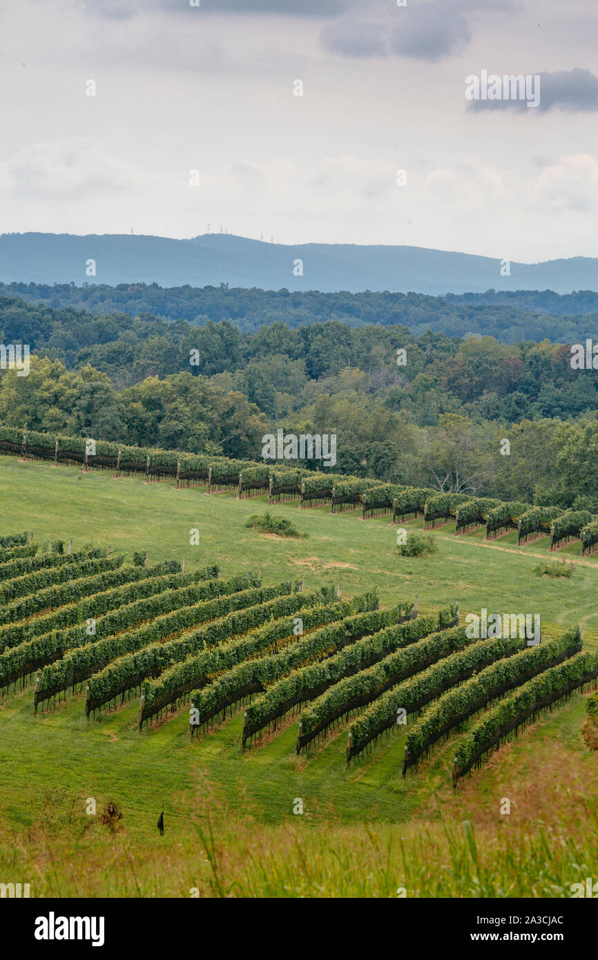 Weinberg Szenen an steinernen Turm Weingut in Leesburg, Virginia. Stockfoto