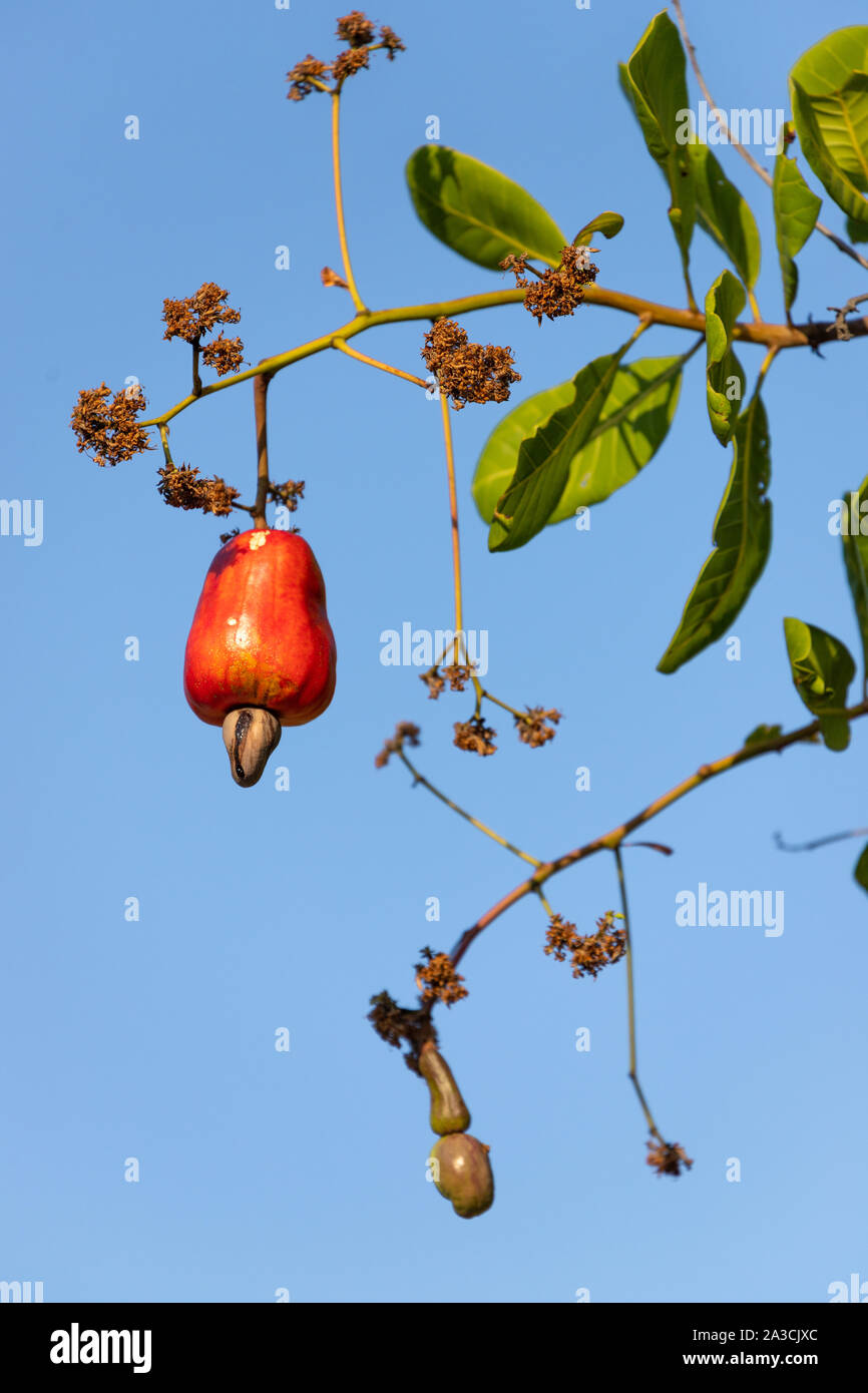 Reif Cashew-nuss Apple und Samen hängen an einem Baum in einem Ackerland, Thailand Stockfoto