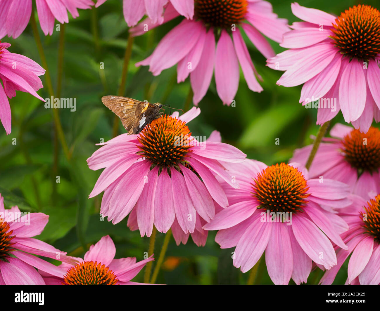 Silver-spotted Skipper Schmetterling, Epargyreus Clarus, Hesperiidae Feeds auf Sonnenhut Echinacea, Rockefeller State Park flower garden Stockfoto