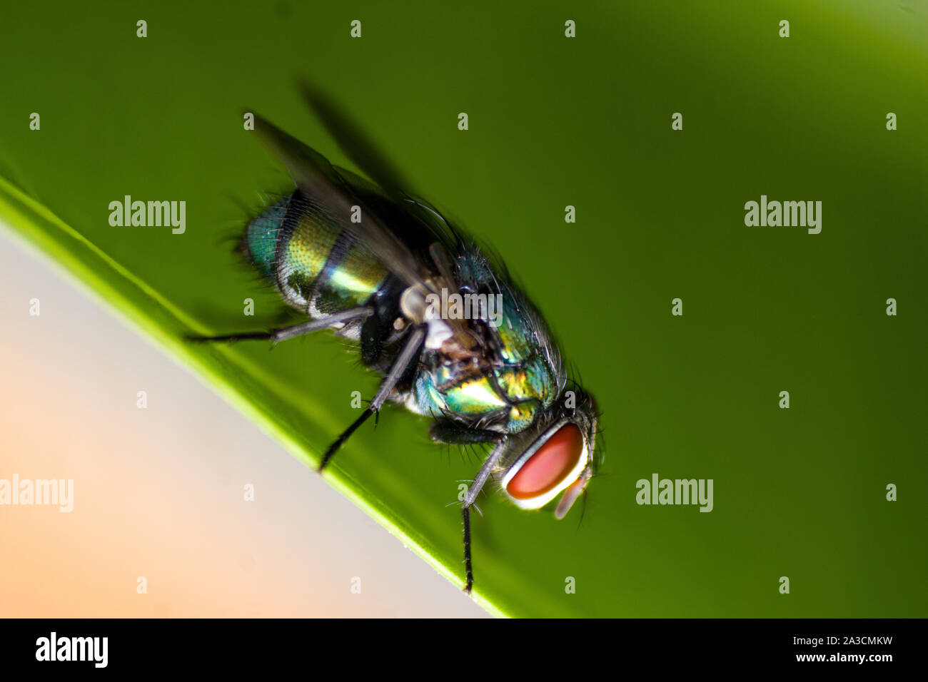 Makro Fotografie, in der Nähe der Fliege Stockfoto